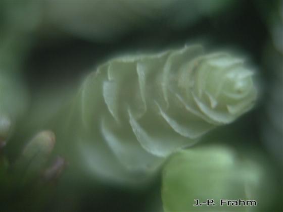 Gongylanthus ericetorum (Raddi) Nees